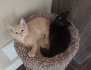 Buffy and Jolie (bonded pair) (gf)