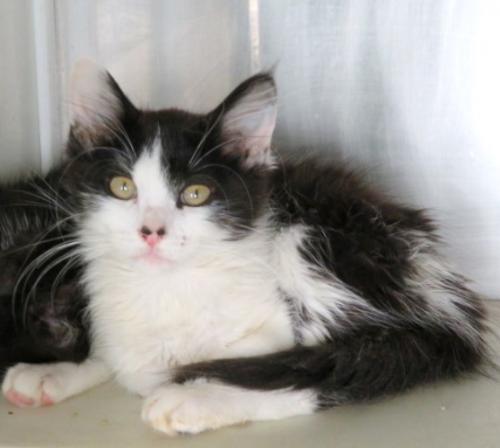 Cat For Adoption Rachel A Domestic Medium Hair In Carrollton Ga Petfinder