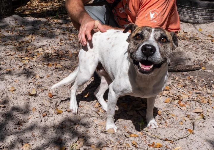 Machas, an adoptable Catahoula Leopard Dog & American Staffordshire Terrier Mix in Fulton, TX_image-1