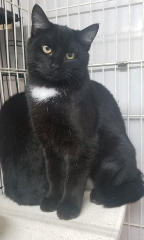 Clancy, an adoptable Domestic Short Hair in Cedar Rapids, IA, 52405 | Photo Image 1