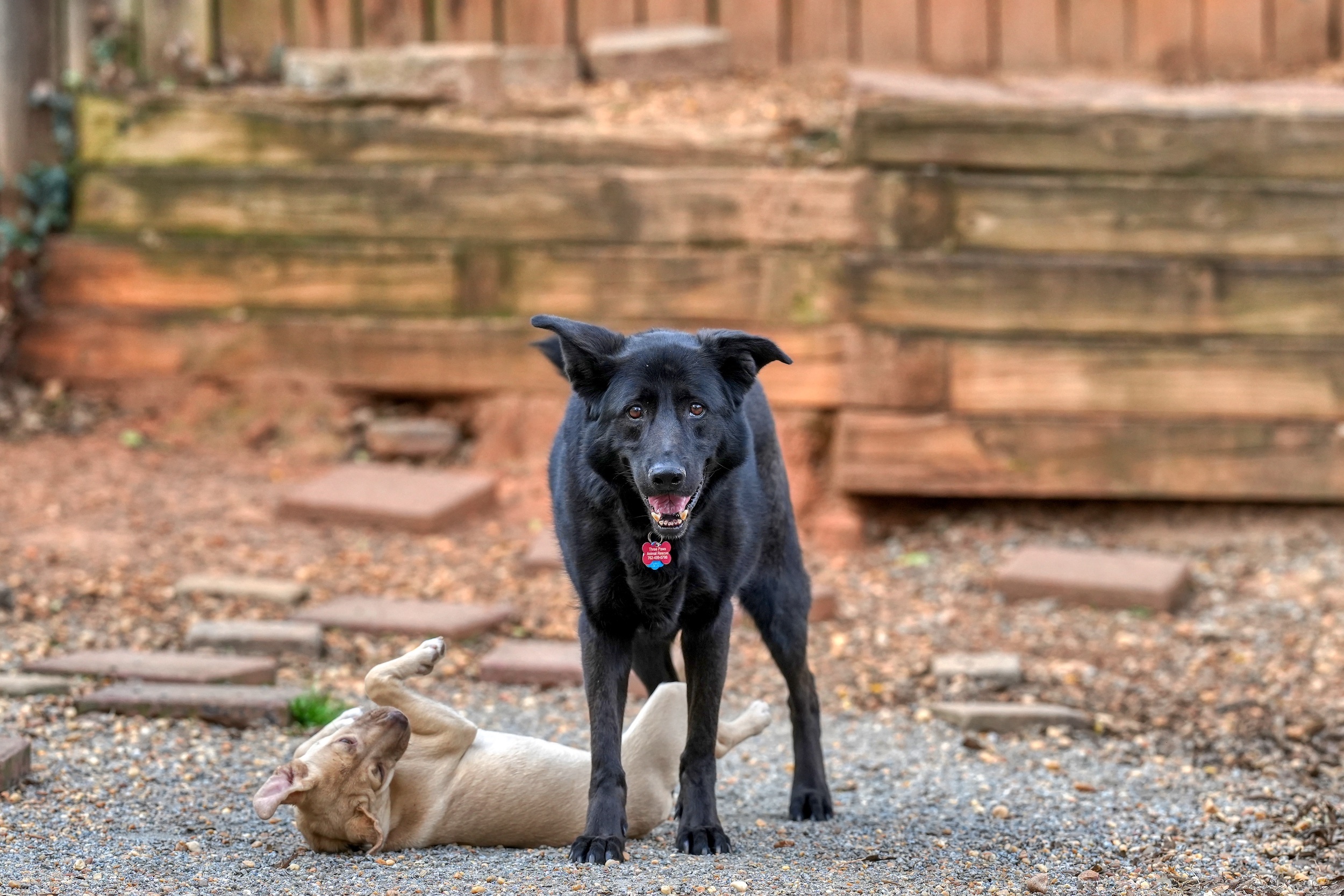 Gypsy, an adoptable German Shepherd Dog, Retriever in Chamblee, GA, 30341 | Photo Image 3
