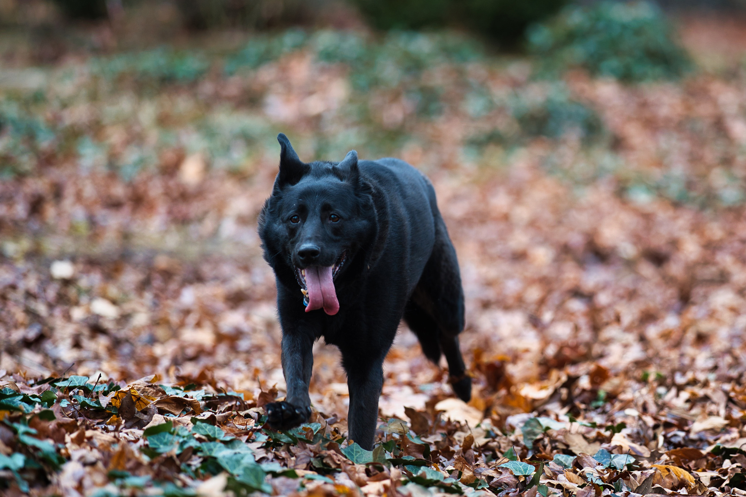Gypsy, an adoptable German Shepherd Dog, Retriever in Chamblee, GA, 30341 | Photo Image 4