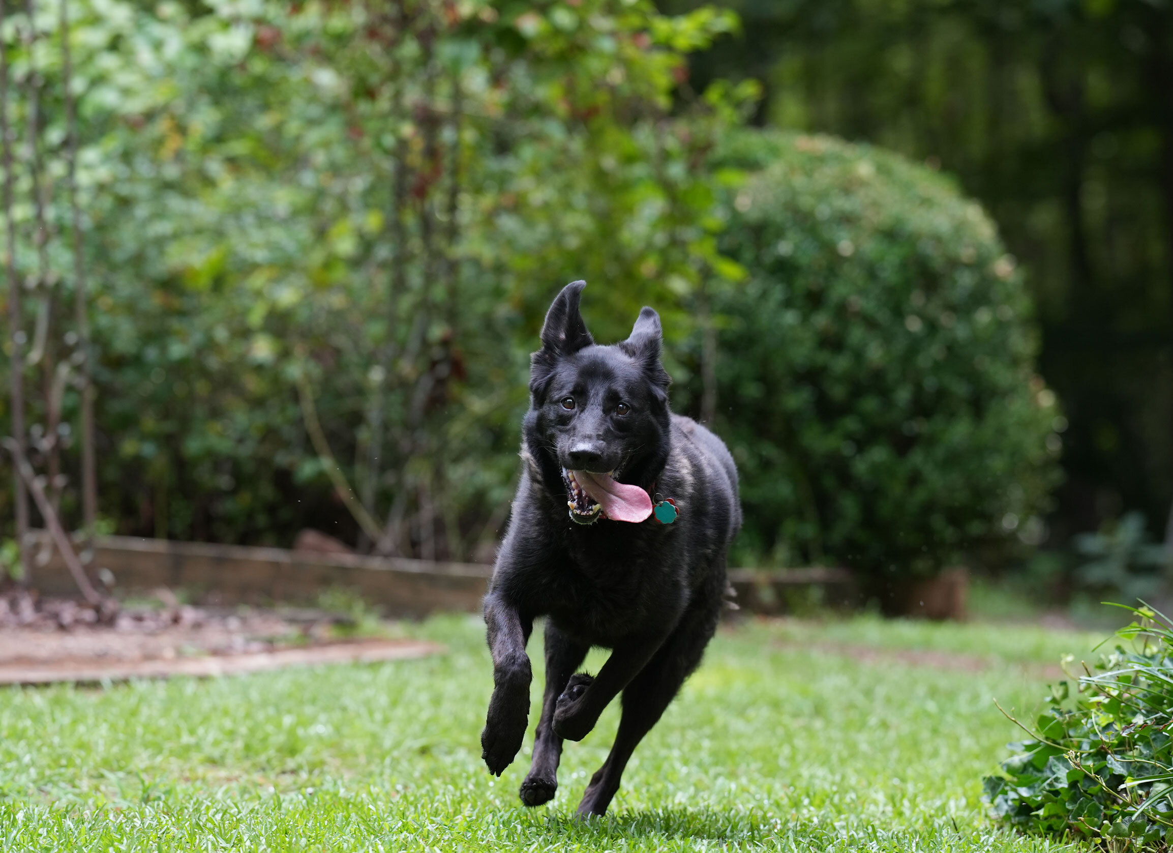 Gypsy, an adoptable German Shepherd Dog, Retriever in Chamblee, GA, 30341 | Photo Image 5