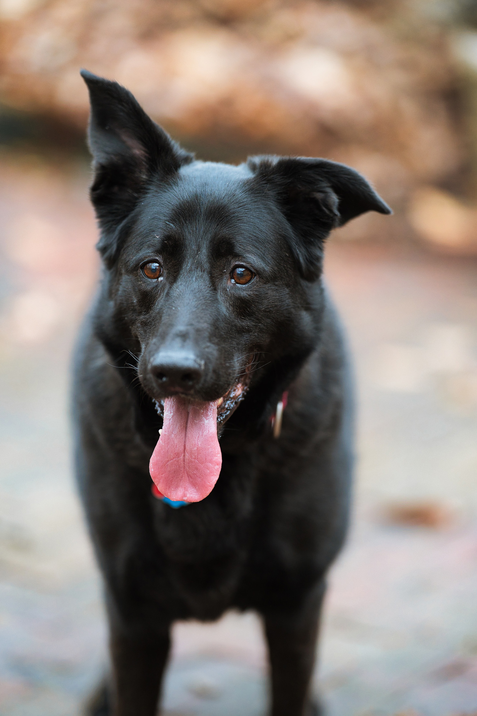 Gypsy, an adoptable German Shepherd Dog, Retriever in Chamblee, GA, 30341 | Photo Image 1