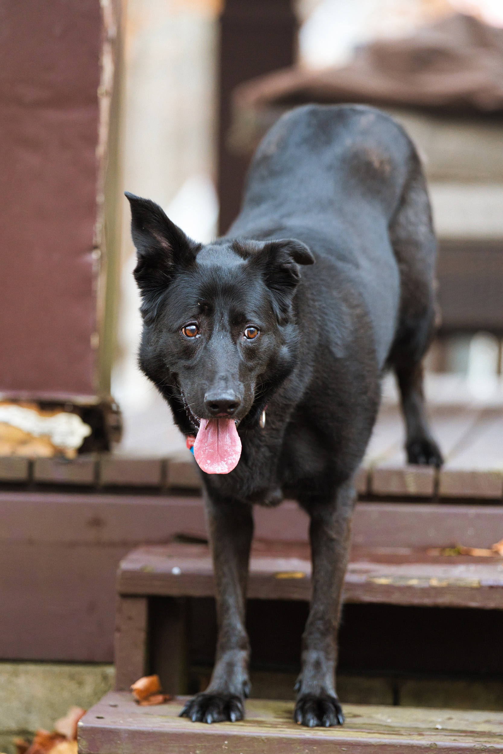 Gypsy, an adoptable German Shepherd Dog, Retriever in Chamblee, GA, 30341 | Photo Image 6