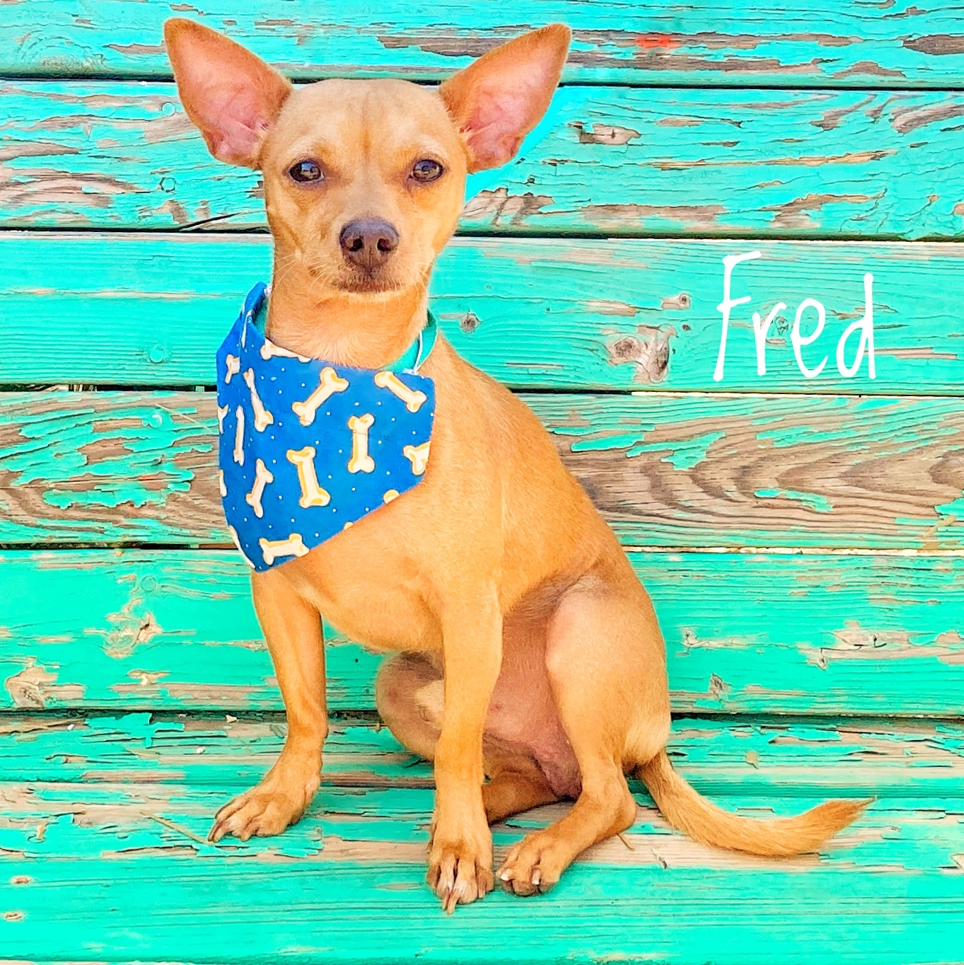 Fred & Brandy , an adoptable Chihuahua in Lubbock, TX, 79407 | Photo Image 2