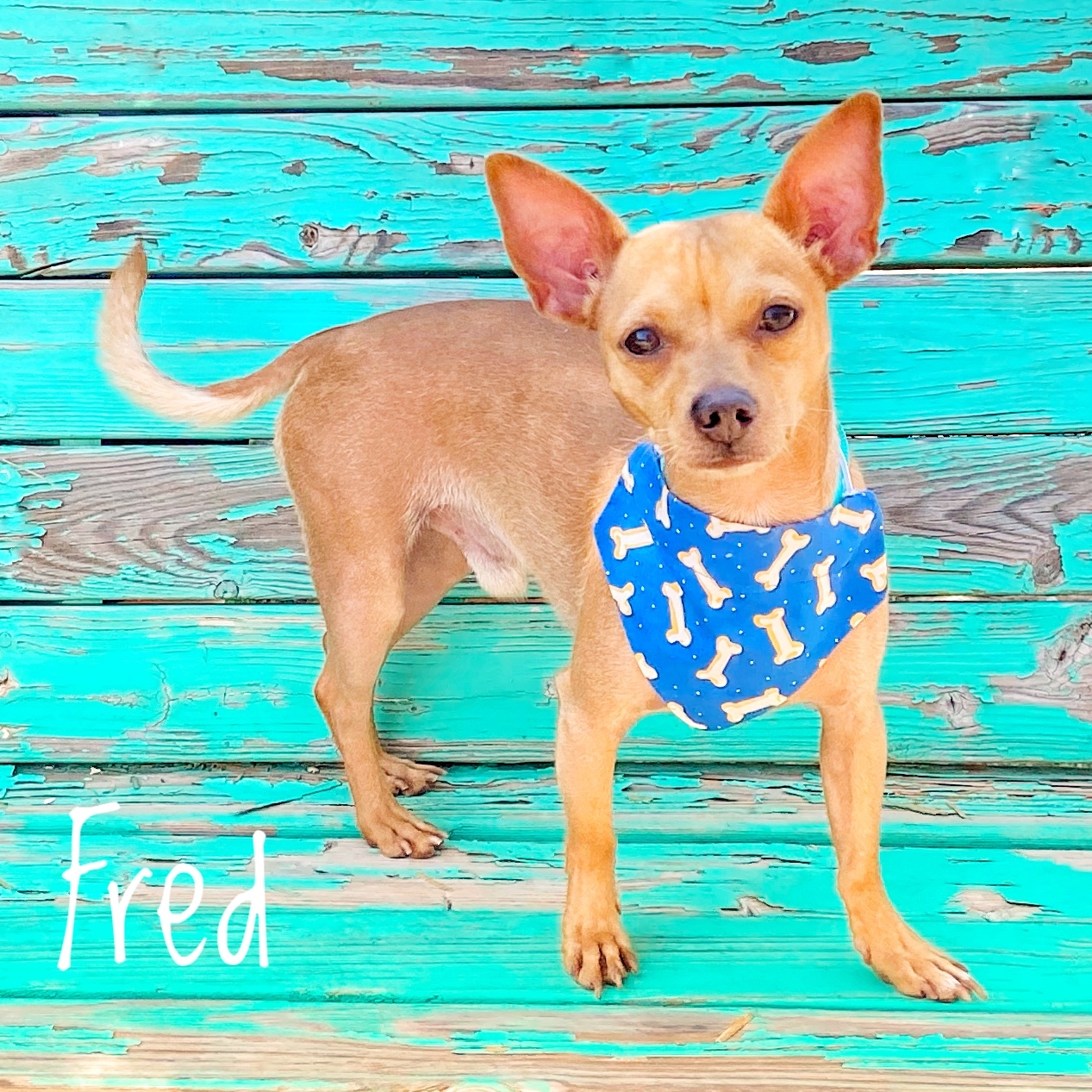 Fred & Brandy , an adoptable Chihuahua in Lubbock, TX, 79407 | Photo Image 3