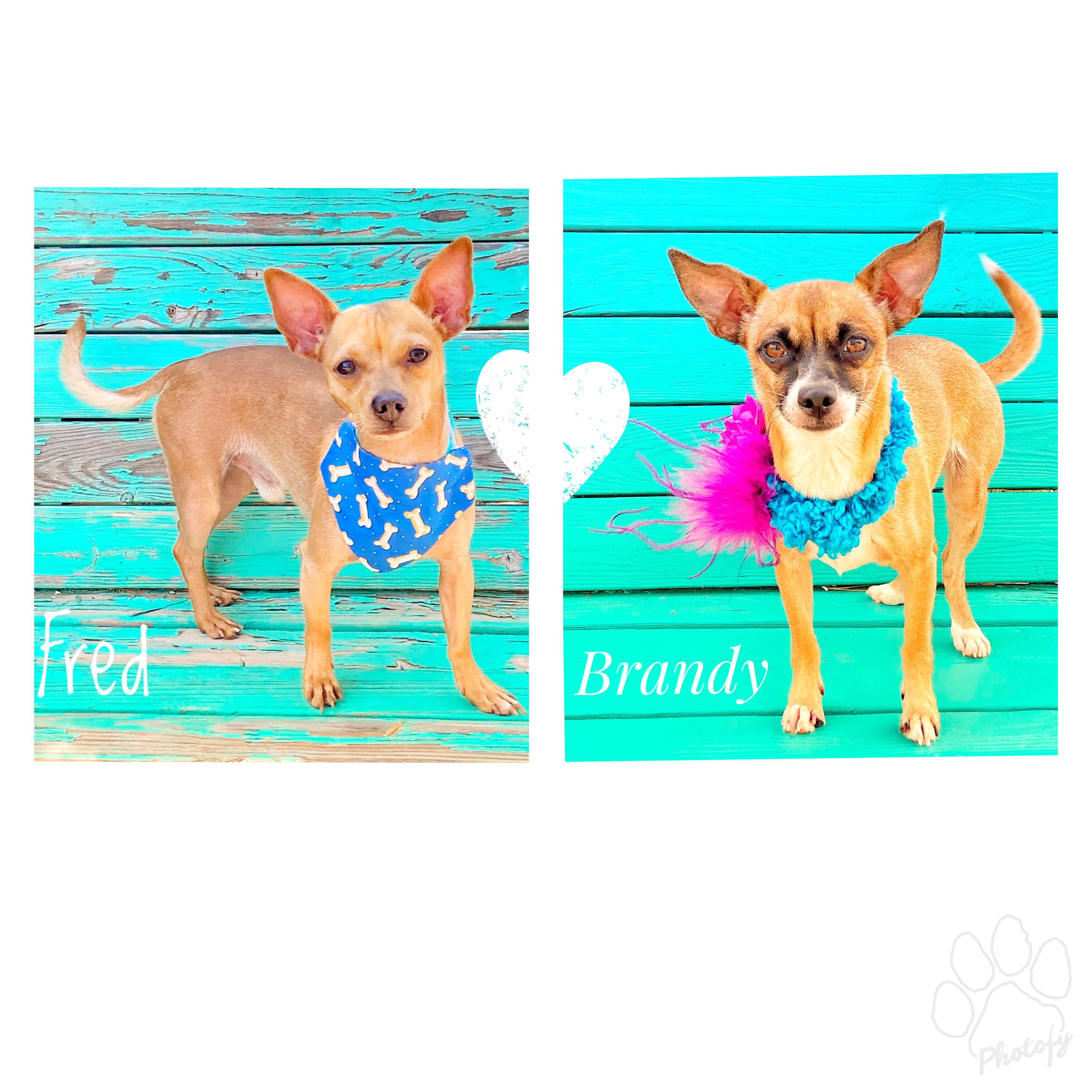Fred & Brandy , an adoptable Chihuahua in Lubbock, TX, 79407 | Photo Image 1