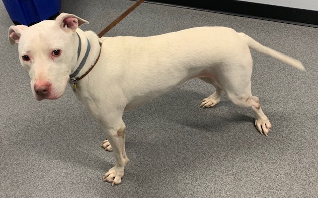 Snowball, an adoptable Mixed Breed in Carsonville, MI, 48419 | Photo Image 4