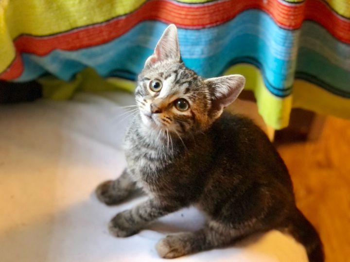 Widget, an adopted Domestic Short Hair & Tabby Mix in Rochester Hills, MI_image-1