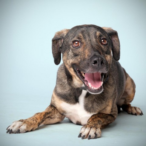 Ethan, an adoptable Mixed Breed in Guaynabo, PR, 00969 | Photo Image 1