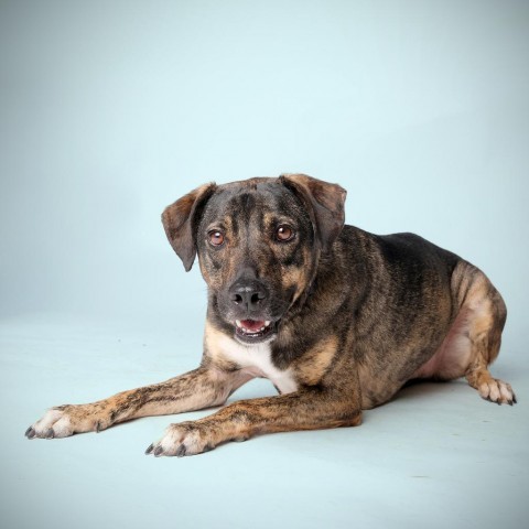 Ethan, an adoptable Mixed Breed in Guaynabo, PR, 00969 | Photo Image 2