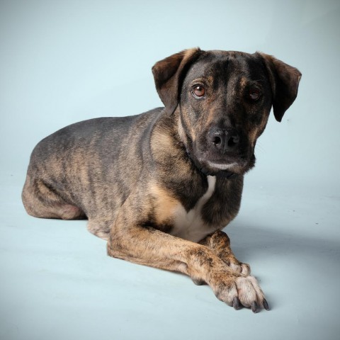 Ethan, an adoptable Mixed Breed in Guaynabo, PR, 00969 | Photo Image 4