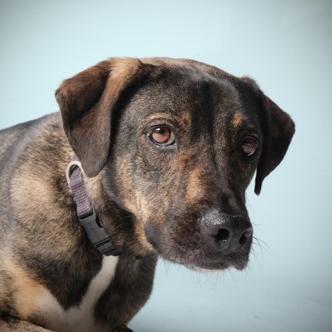 Ethan, an adoptable Mixed Breed in Guaynabo, PR, 00969 | Photo Image 5