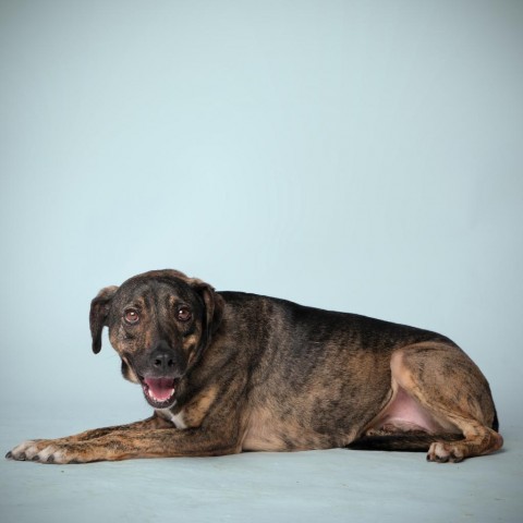 Ethan, an adoptable Mixed Breed in Guaynabo, PR, 00969 | Photo Image 6
