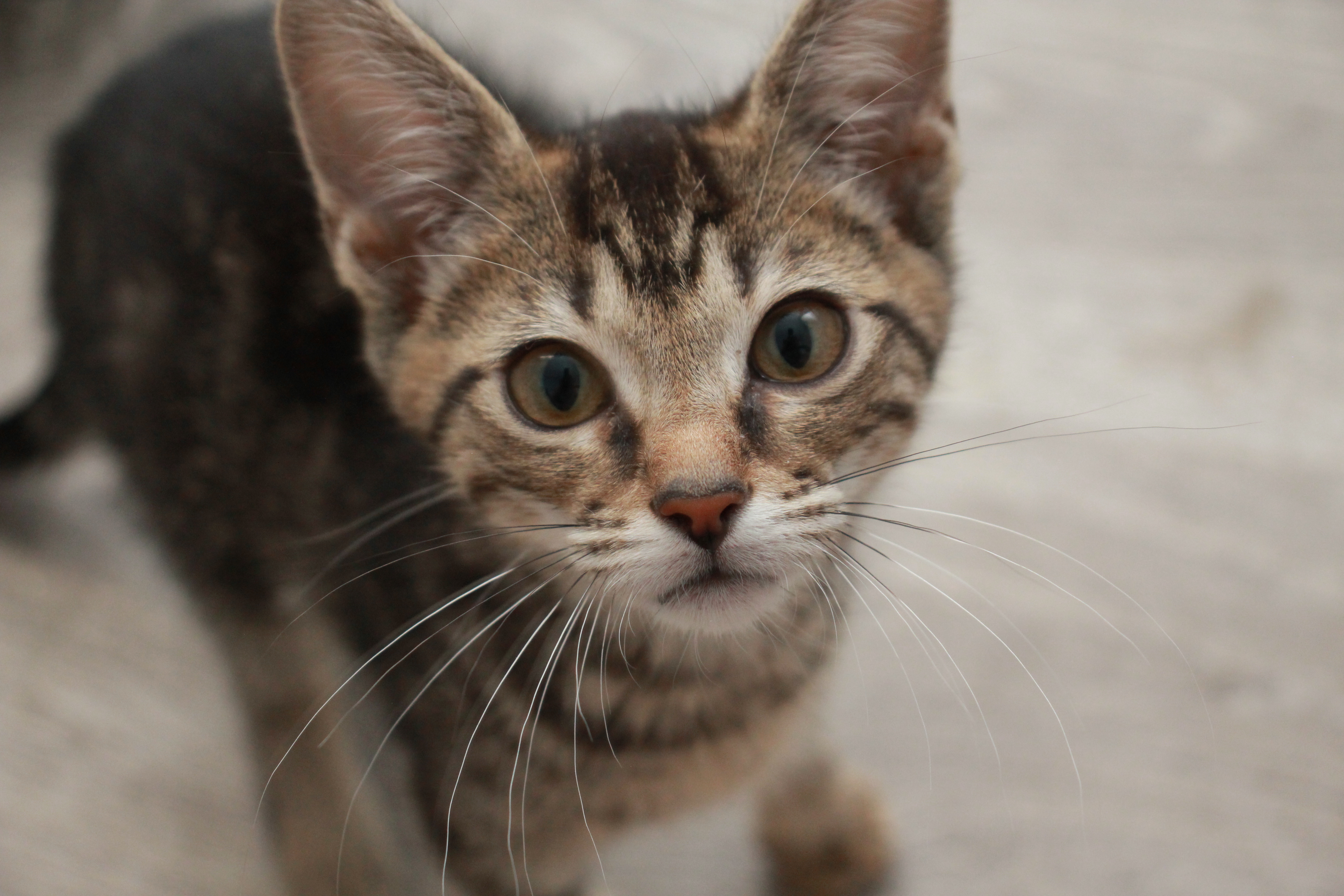 Mack, an adoptable Tabby in Charlotte, NC, 28215 | Photo Image 4