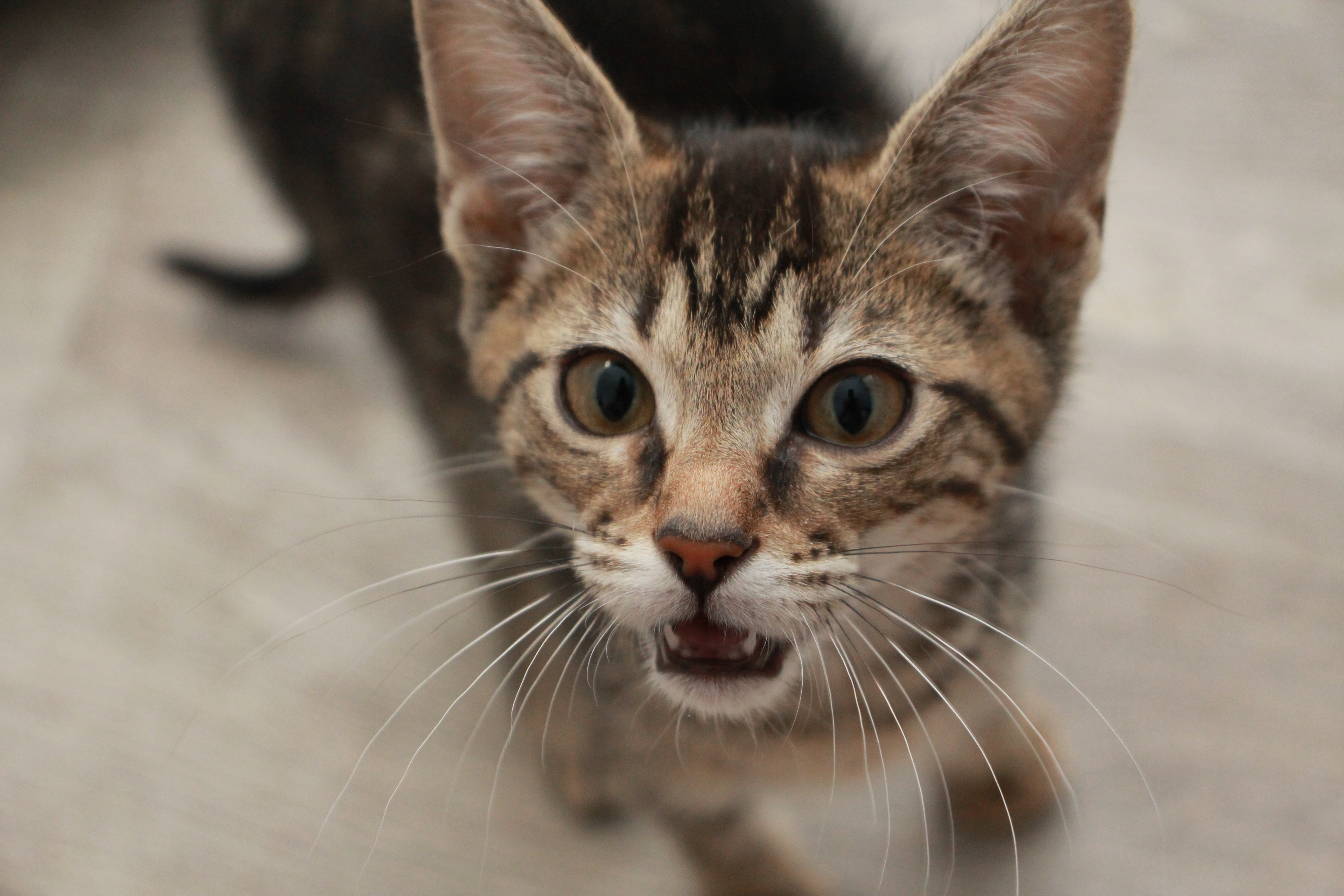 Mack, an adoptable Tabby in Charlotte, NC, 28215 | Photo Image 6