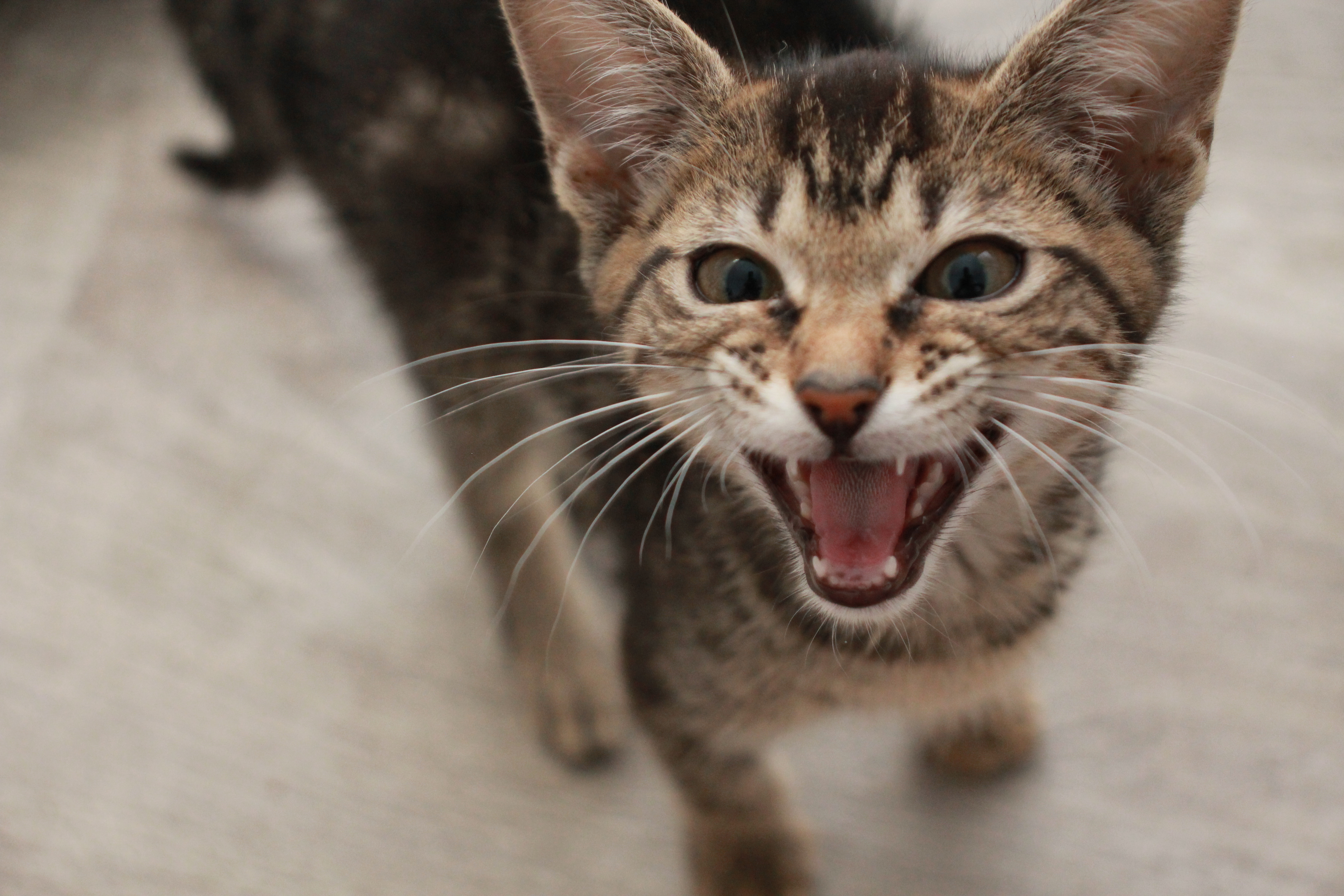 Mack, an adoptable Tabby in Charlotte, NC, 28215 | Photo Image 8