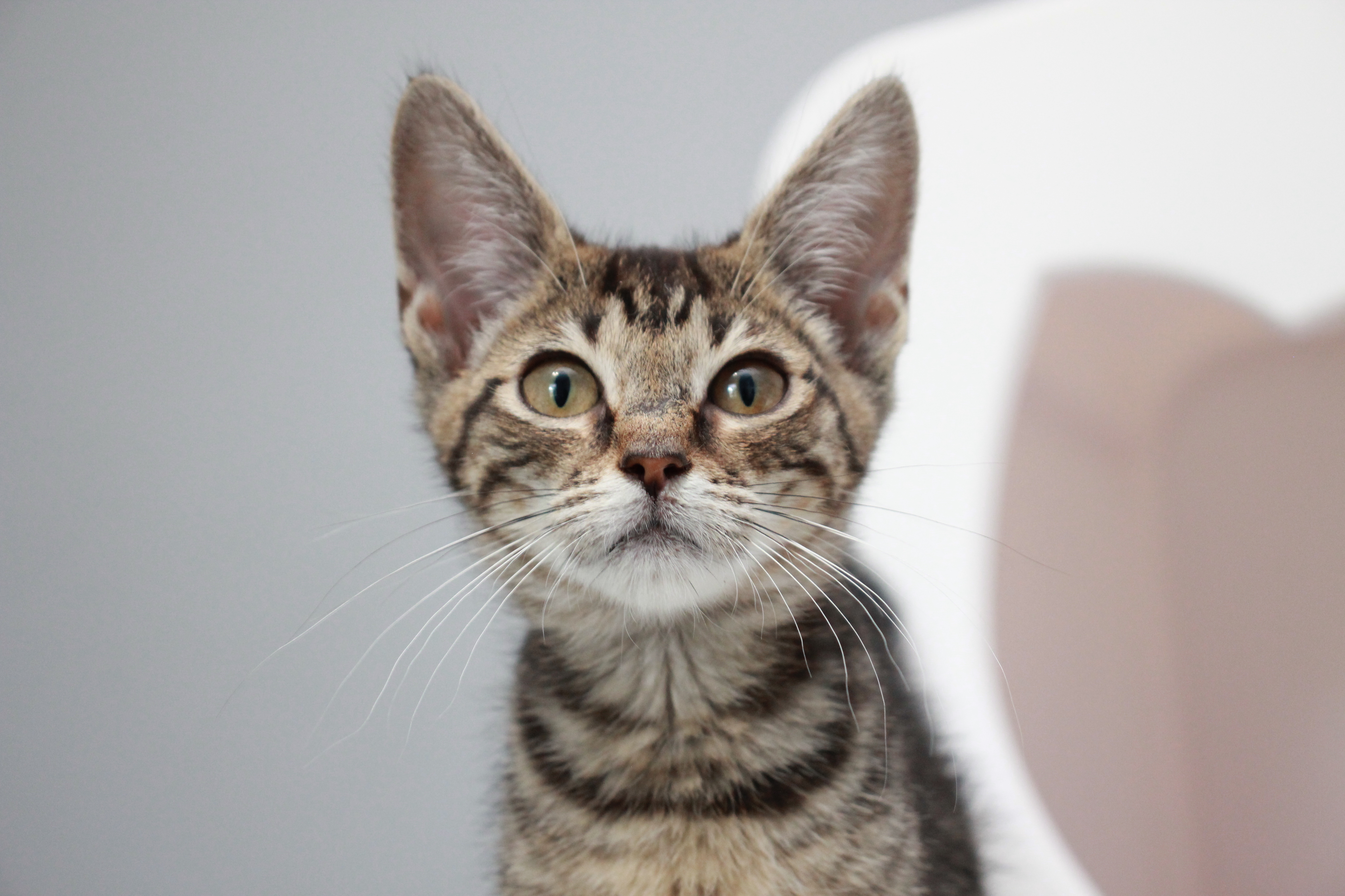 Mack, an adoptable Tabby in Charlotte, NC, 28215 | Photo Image 10