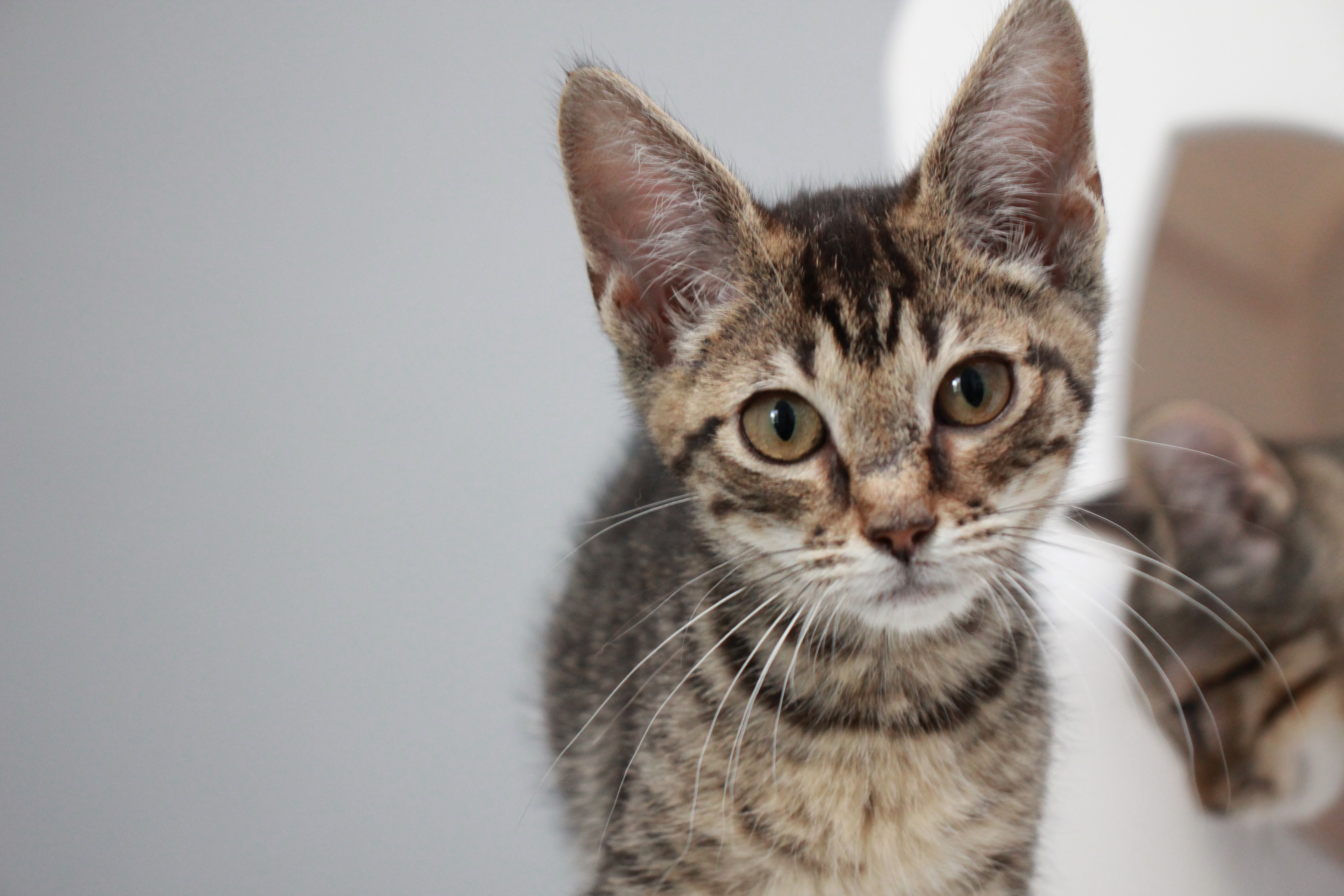 Mack, an adoptable Tabby in Charlotte, NC, 28215 | Photo Image 12