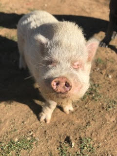 Piggy Smalls *located in Menifee, CA