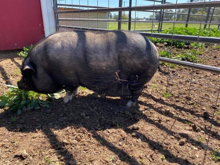 Porkchop *located in Wilton, CA (near Sacramento), an adopted Pot Bellied in Pleasant Hill, CA_image-2