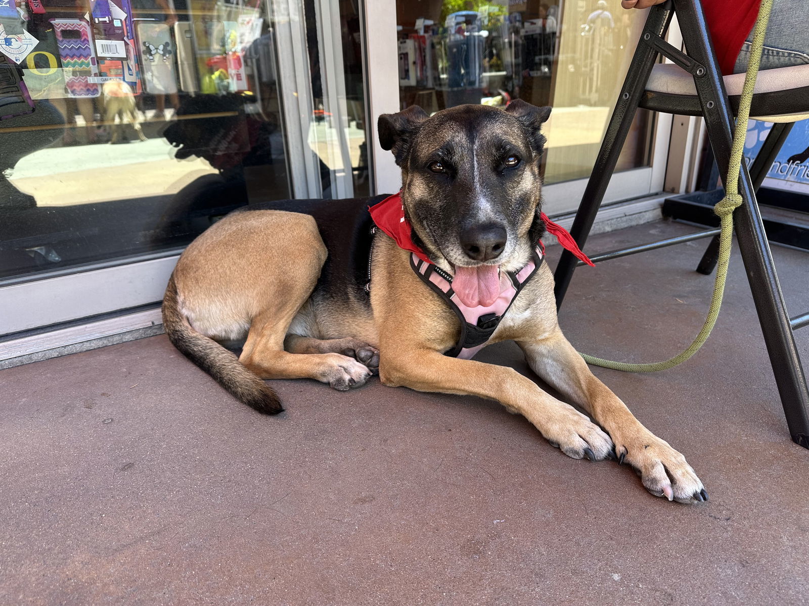 Tia, an adoptable German Shepherd Dog in San Diego, CA, 92108 | Photo Image 1