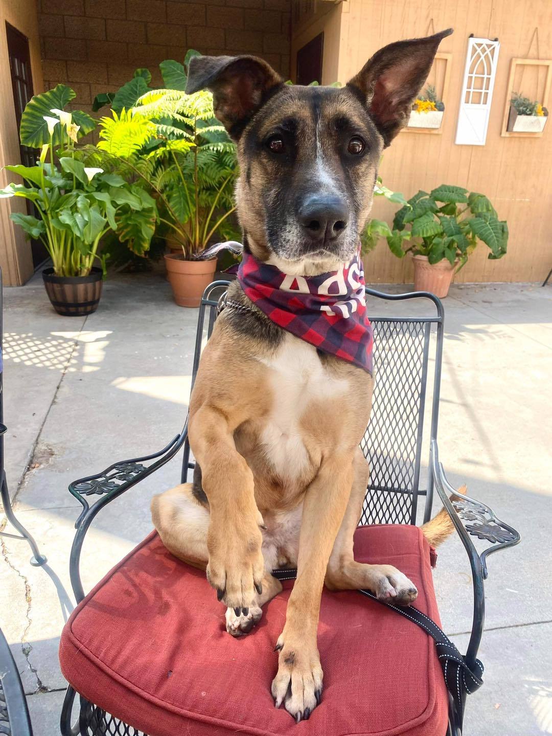 Tia, an adoptable German Shepherd Dog in San Diego, CA, 92108 | Photo Image 2