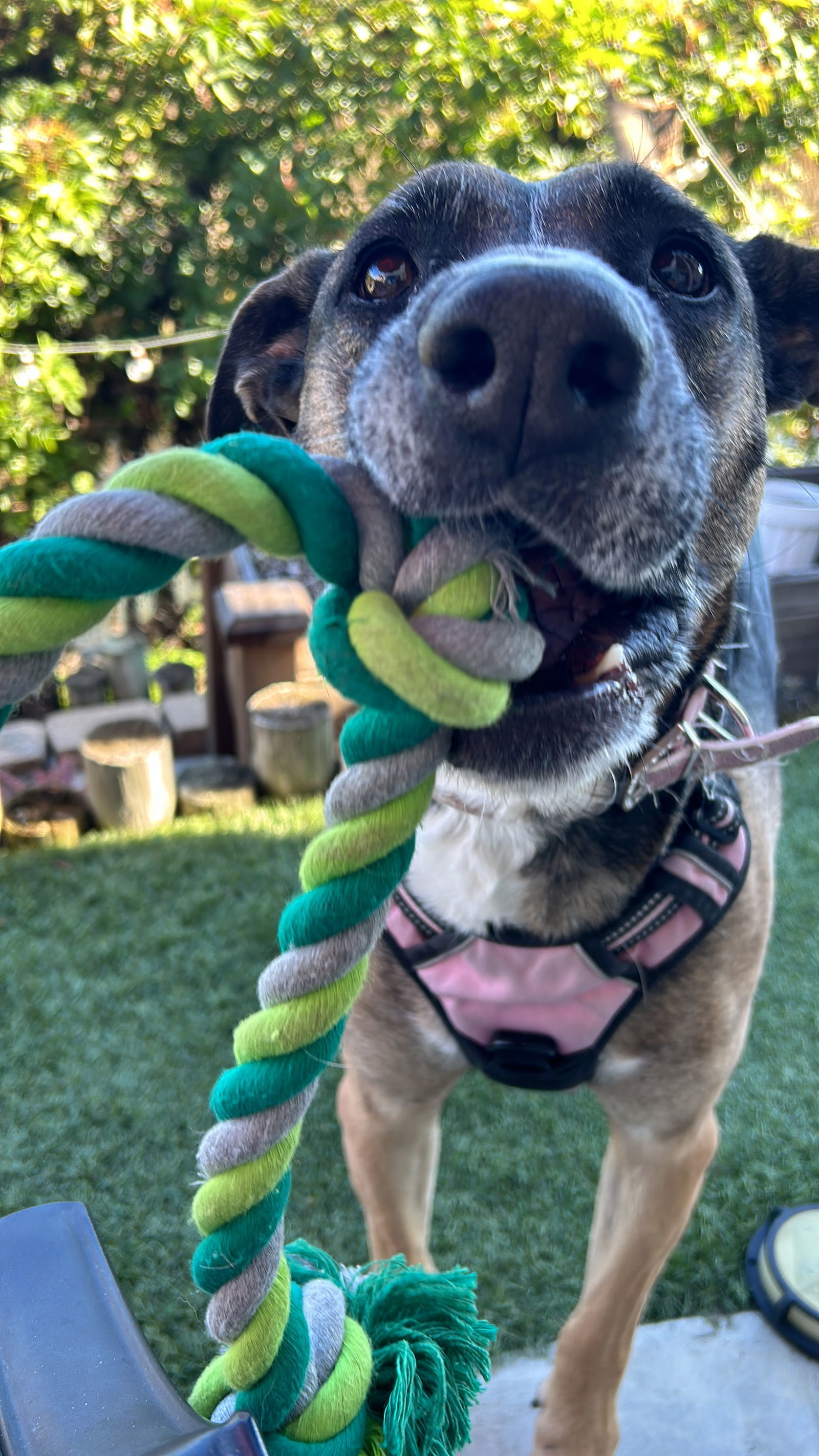 Tia, an adoptable German Shepherd Dog in San Diego, CA, 92108 | Photo Image 3