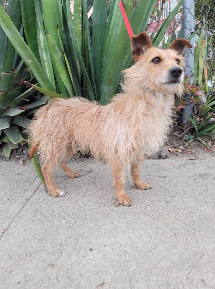 Butterscotch, an adopted Terrier Mix in Oceanside, CA_image-3