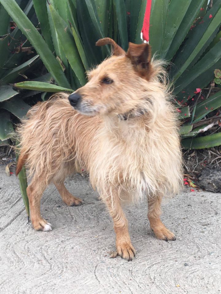 Butterscotch, an adopted Terrier Mix in Oceanside, CA_image-4