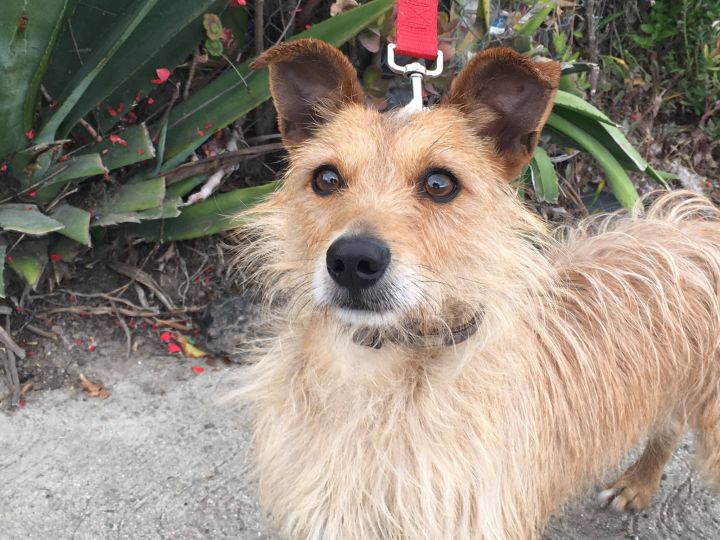 Butterscotch, an adopted Terrier Mix in Oceanside, CA_image-1