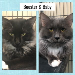 Booster & Baby