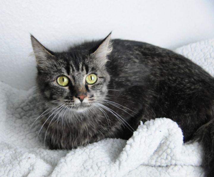 Bonnie, an adoptable Domestic Long Hair & Tabby Mix in Jamestown, CA_image-1