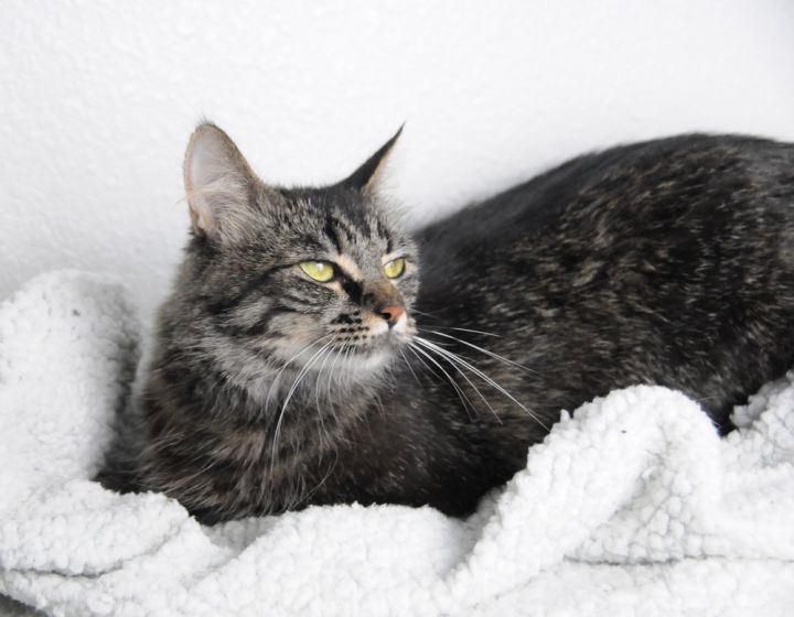 Bonnie, an adoptable Domestic Long Hair & Tabby Mix in Jamestown, CA_image-4