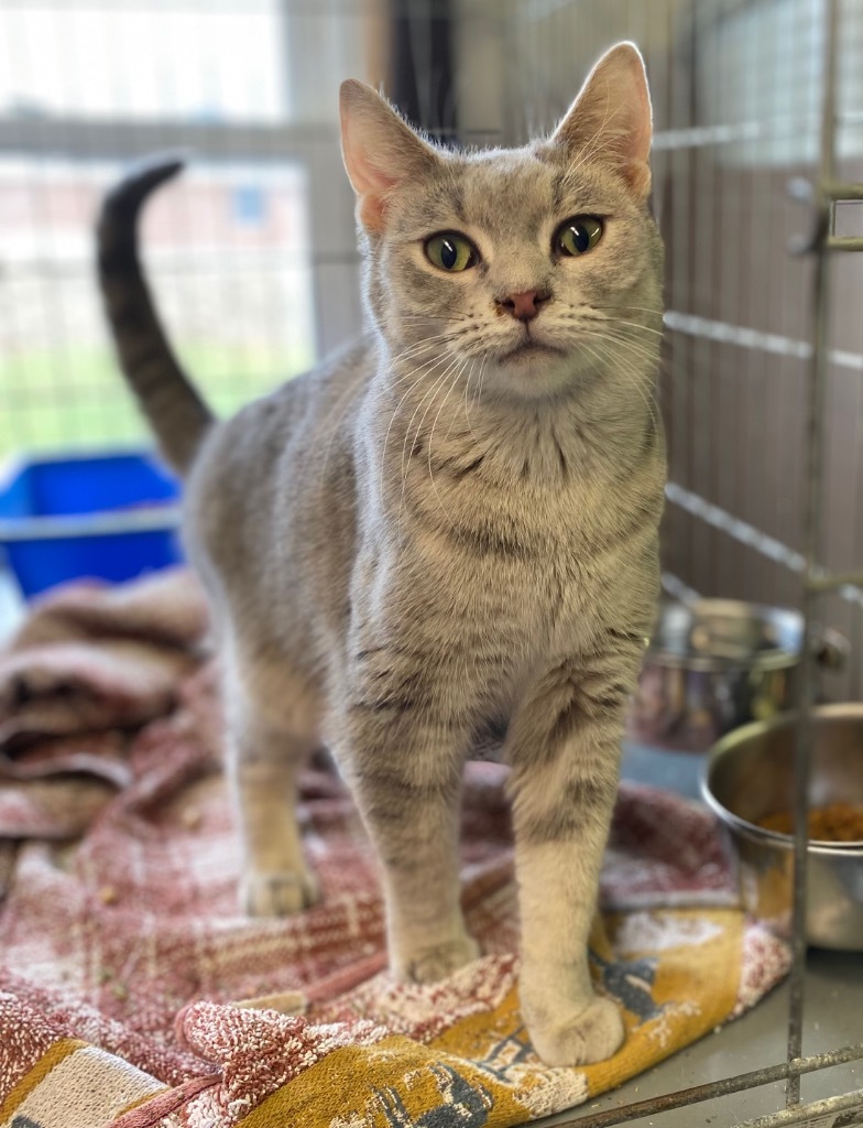 Liberty, an adoptable Domestic Short Hair in Portland, IN, 47371 | Photo Image 1