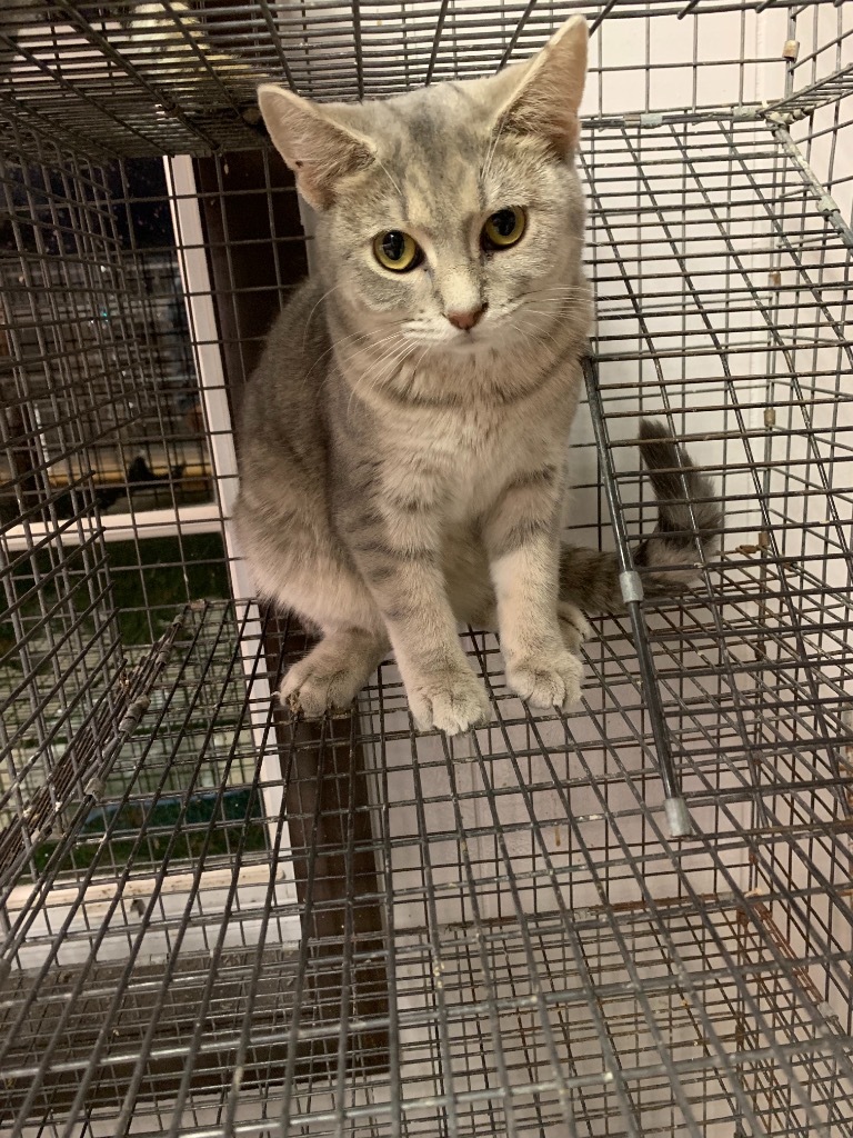 Liberty, an adoptable Domestic Short Hair in Portland, IN, 47371 | Photo Image 3