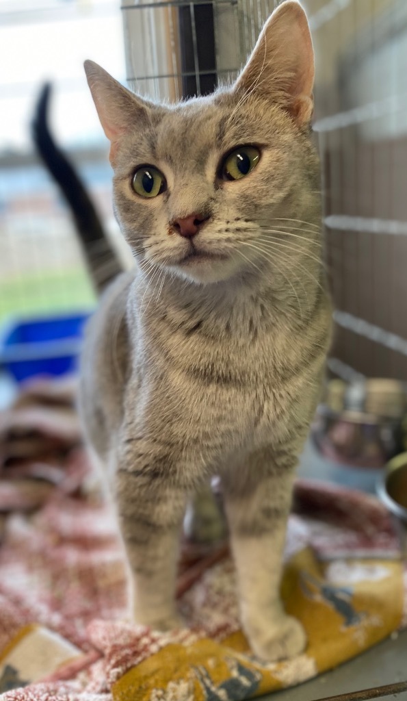 Liberty, an adoptable Domestic Short Hair in Portland, IN, 47371 | Photo Image 4