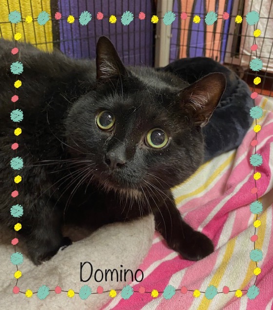 DOMINO, an adopted Domestic Short Hair & Bombay Mix in Marietta, GA_image-5