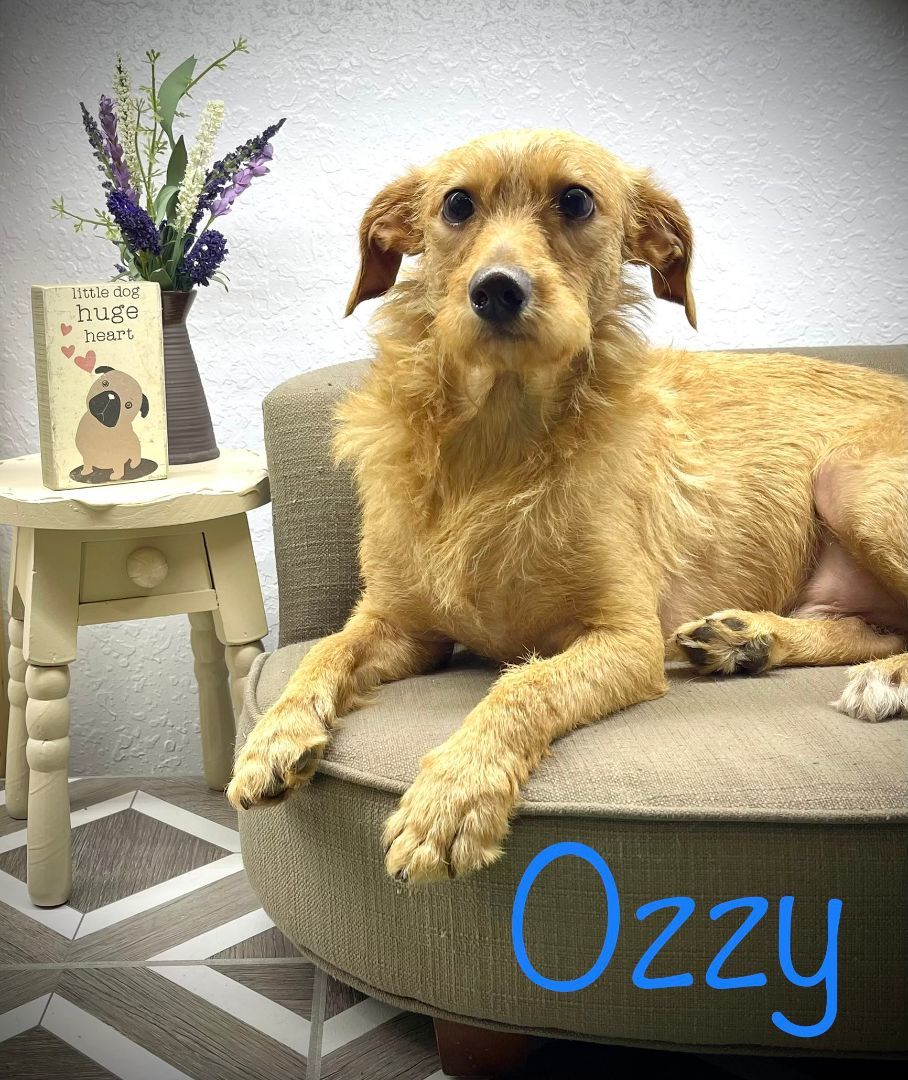 Ozzy, an adoptable Chihuahua, Shih Tzu in Arcadia, FL, 34266 | Photo Image 3