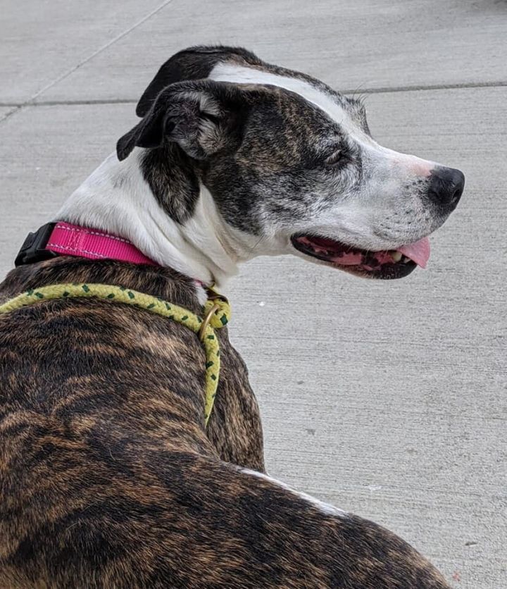 Shyna, an adopted Terrier & Pit Bull Terrier Mix in Cleveland, OH_image-3