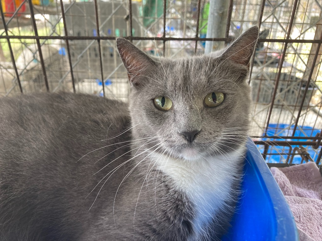 Faith, an adoptable Domestic Short Hair in Darlington, SC, 29532 | Photo Image 1