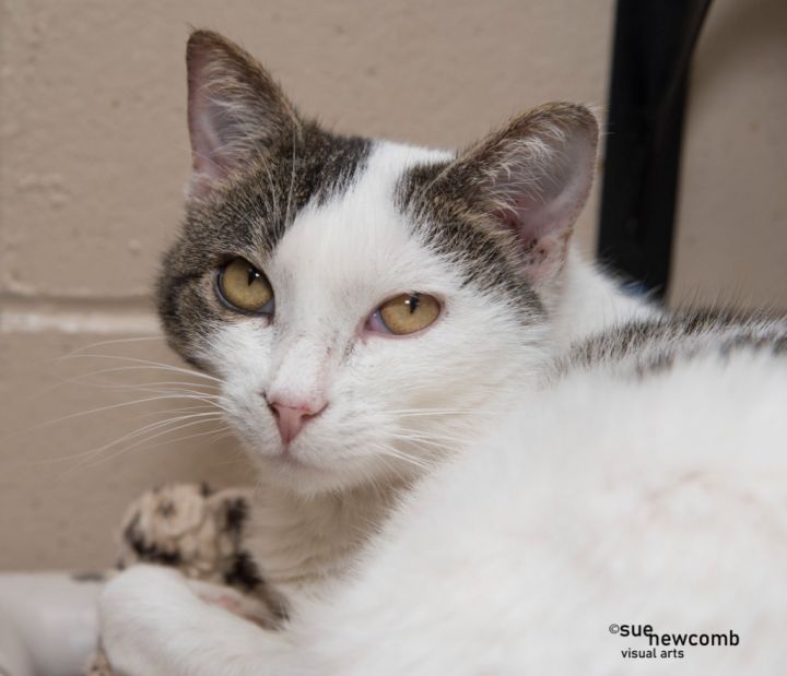 Rebel, an adoptable Domestic Short Hair in Shorewood, IL_image-1