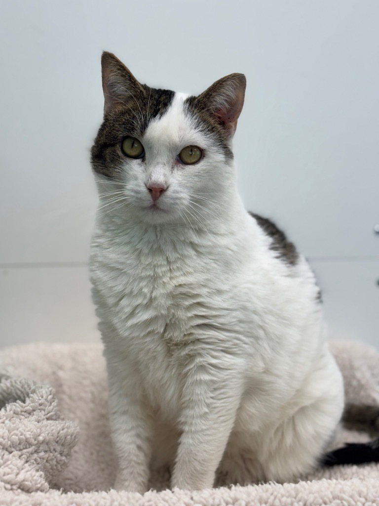 Rebel, an adoptable Domestic Short Hair in Shorewood, IL, 60431 | Photo Image 1