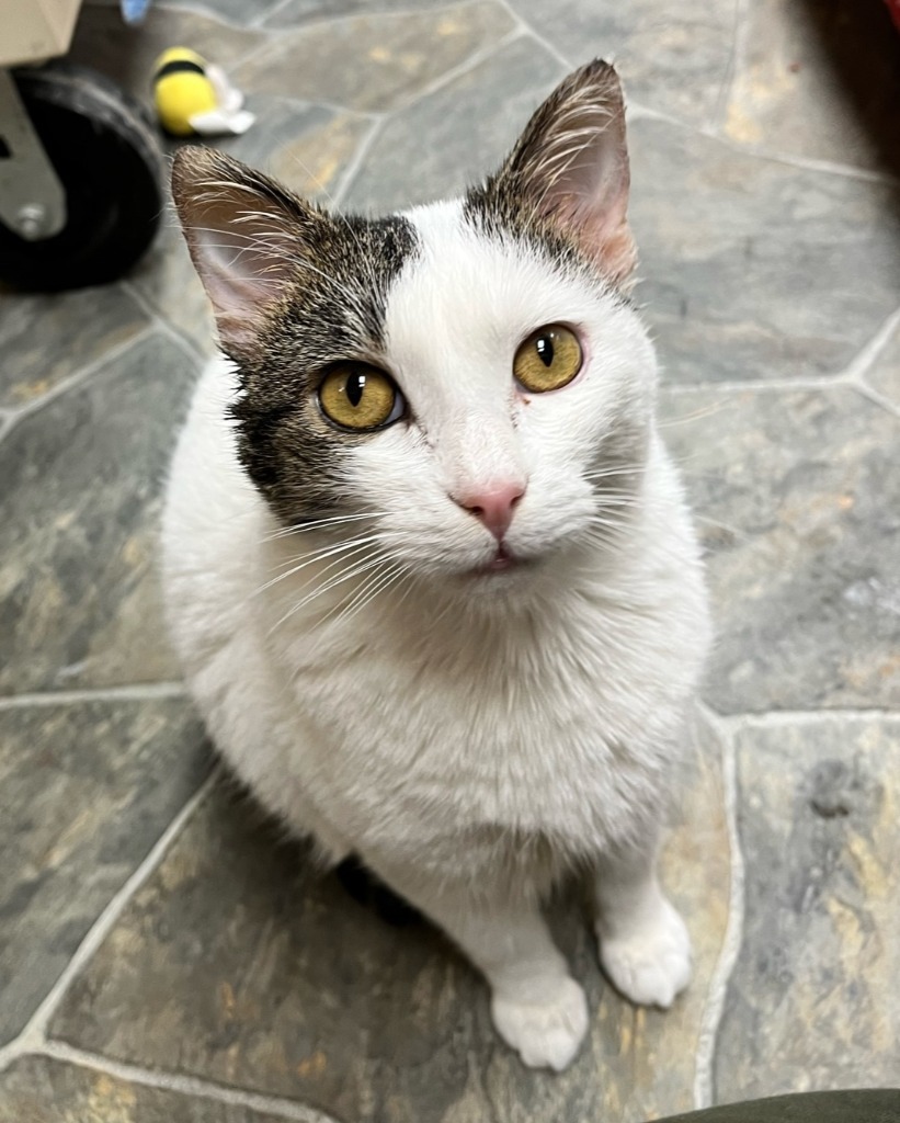 Rebel, an adoptable Domestic Short Hair in Shorewood, IL, 60431 | Photo Image 2