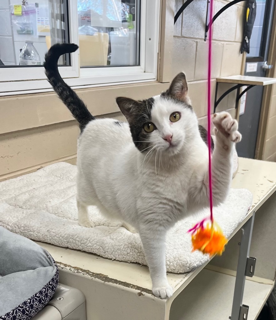 Rebel, an adoptable Domestic Short Hair in Shorewood, IL, 60431 | Photo Image 3