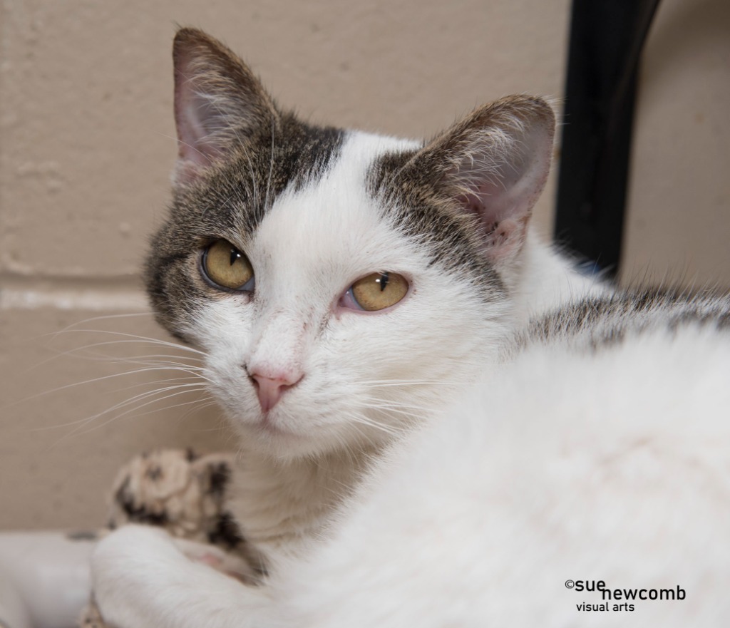 Rebel, an adoptable Domestic Short Hair in Shorewood, IL, 60431 | Photo Image 3