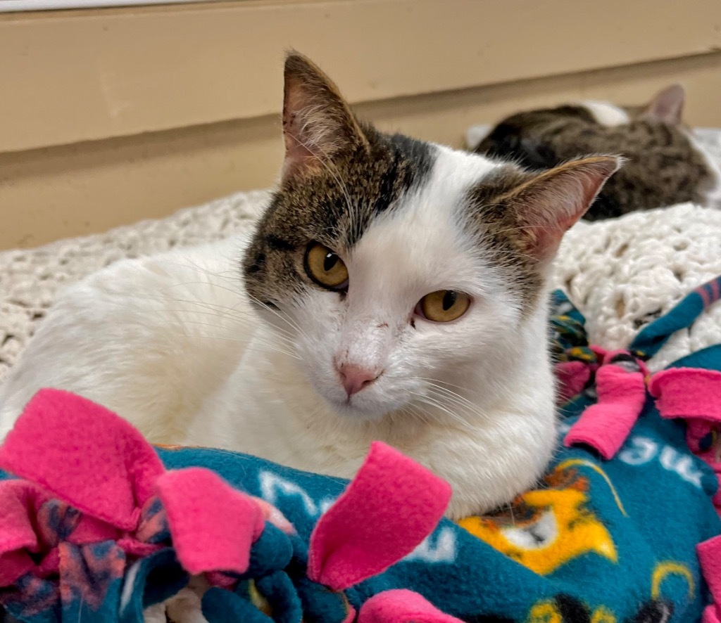 Rebel, an adoptable Domestic Short Hair in Shorewood, IL, 60431 | Photo Image 4