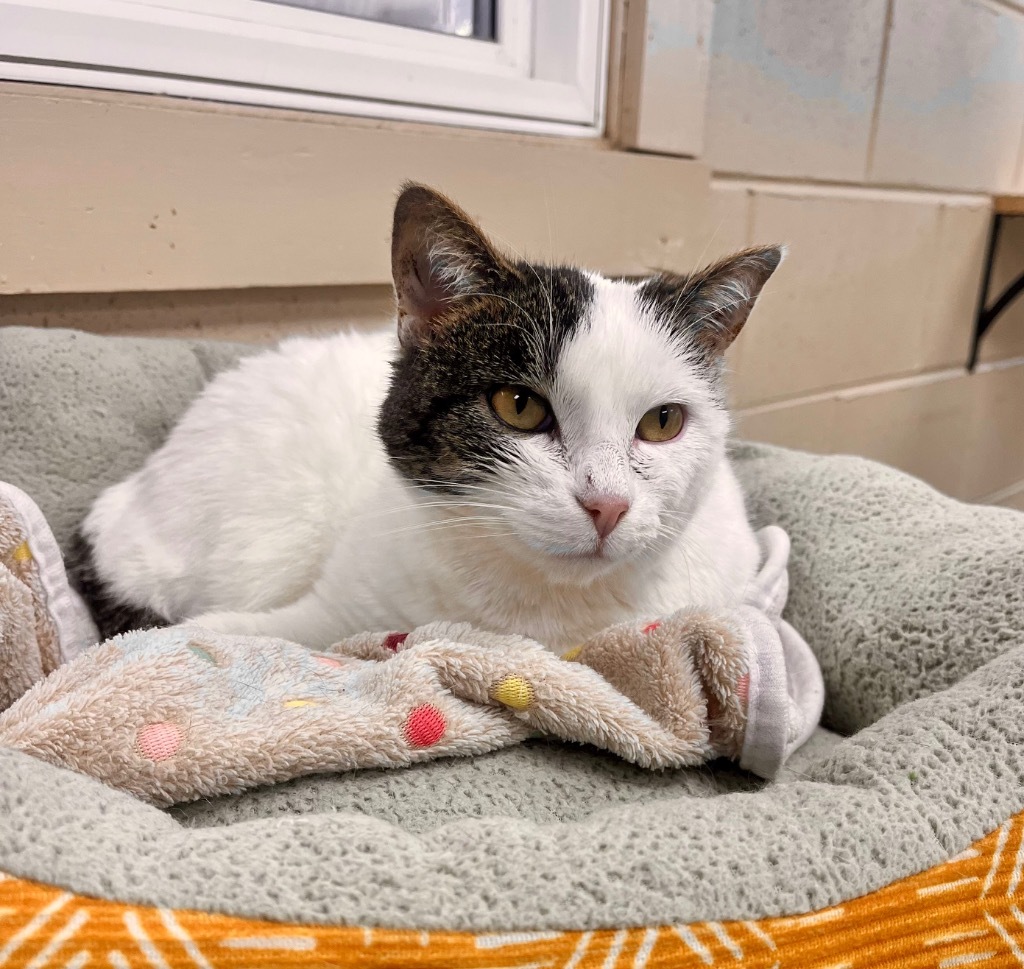 Rebel, an adoptable Domestic Short Hair in Shorewood, IL, 60431 | Photo Image 5