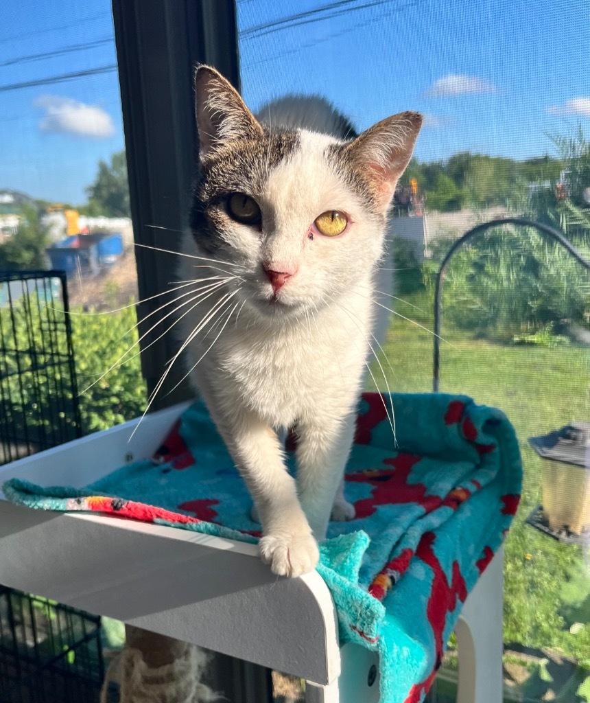 Rebel, an adoptable Domestic Short Hair in Shorewood, IL, 60431 | Photo Image 6